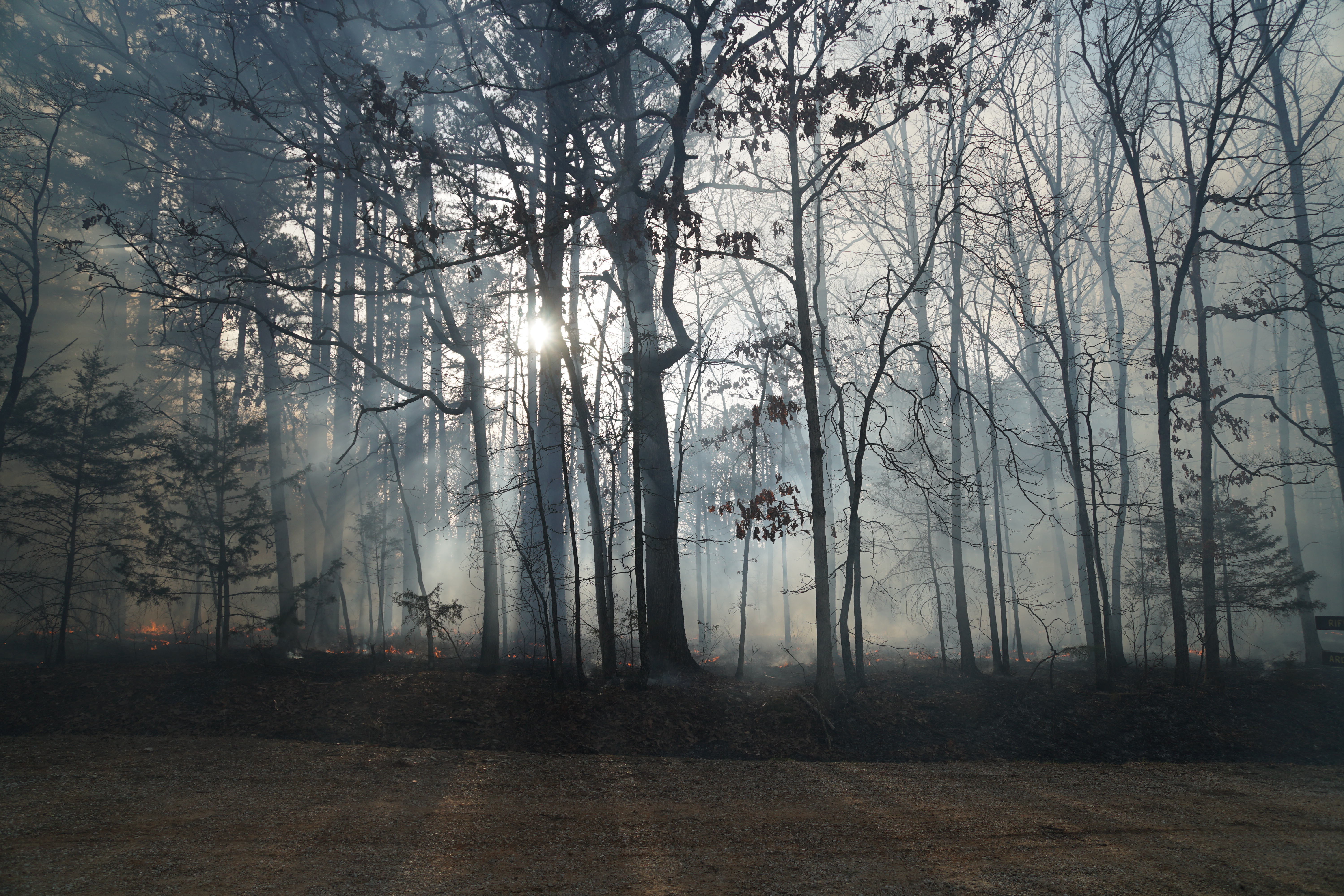 "image of a forest bathed in grey-blue smoke from a recent controlled burn.